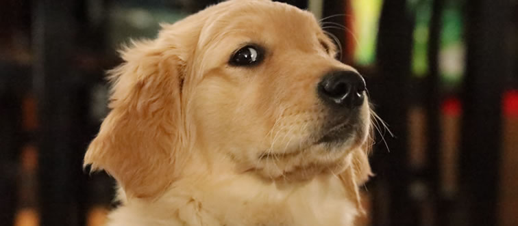 Serve up your best guess: which sweet pup is this?