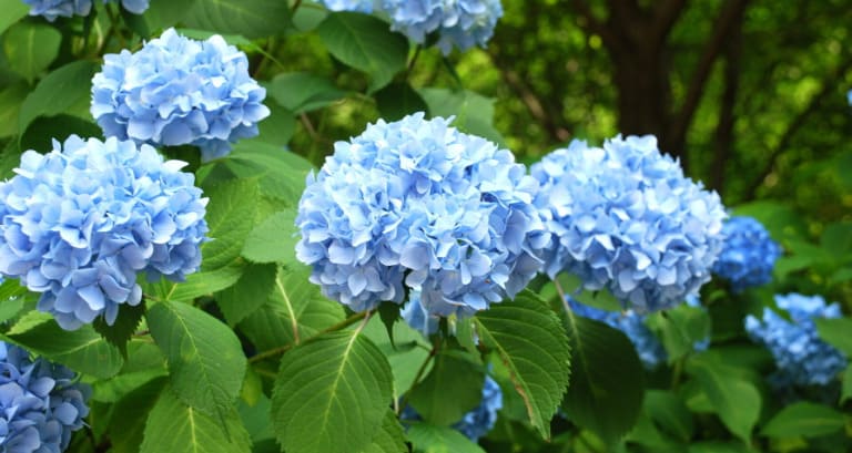 Feast your eyes on this garden classic: which famous bloom serves up dramatic color shifts depending on the soil's acidity?