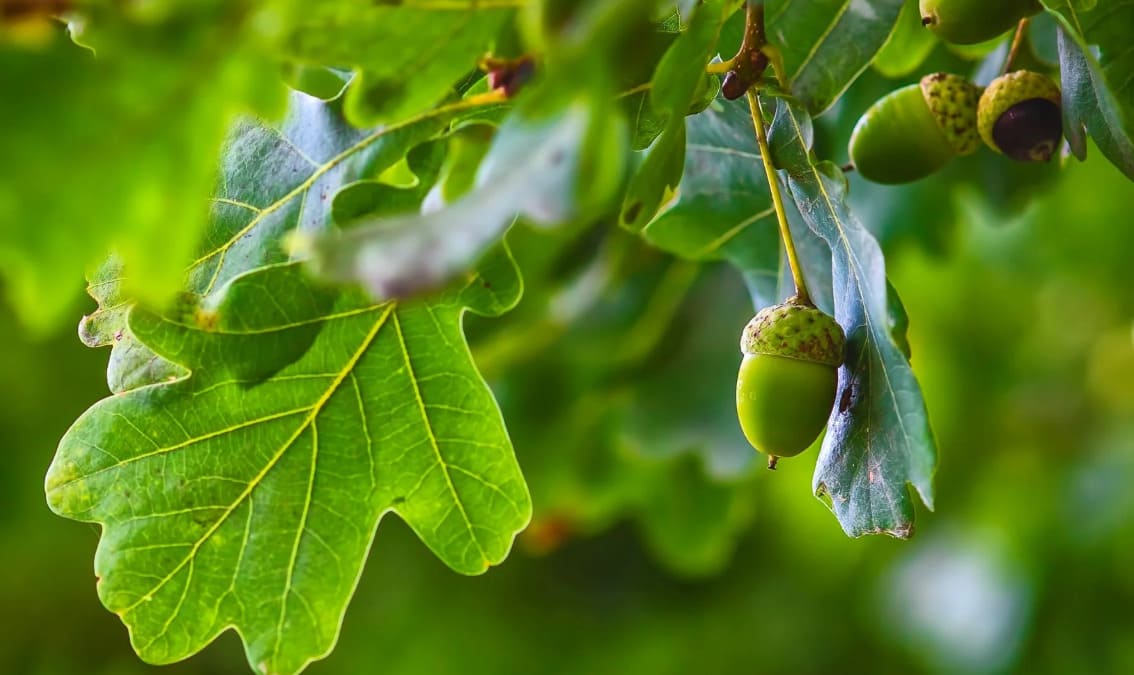Nature serves up a tiny seasonal treat from the branches of the mighty oak. What falls to the forest floor?