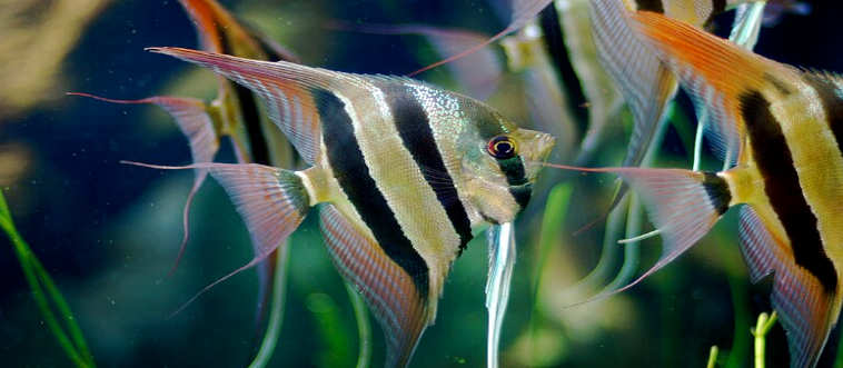 Let's start with a true aquarium beauty—can you name this elegant swimmer?