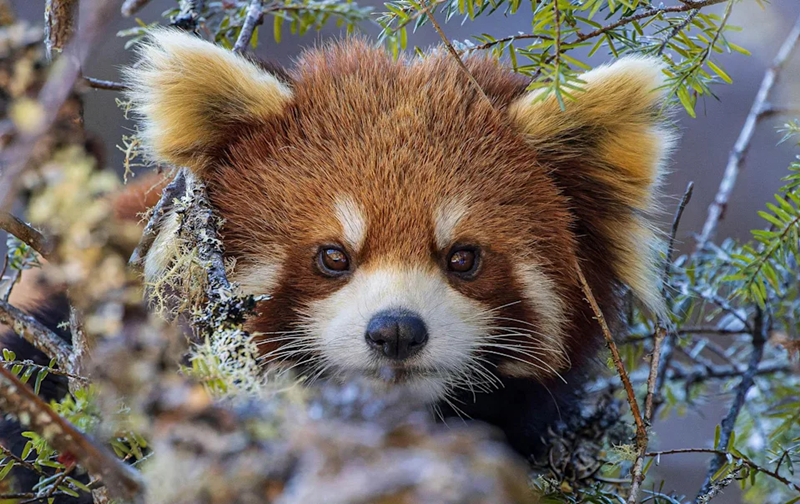 We Bet You Can't Ace This "Wild" Zoologist Quiz. Prove Us Wrong!