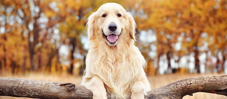Let's kick off this delicious challenge: can you spot the breed looking back at us here?