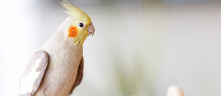 Spread your wings for this classic piece of symbolism: which gentle bird has represented harmony and peace across the globe for centuries?